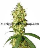 buy cannabis seeds online